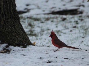 snow-cardinal